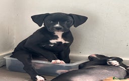 Mixed Breed dogs for sale: Cane corso x staffy  - Image 16