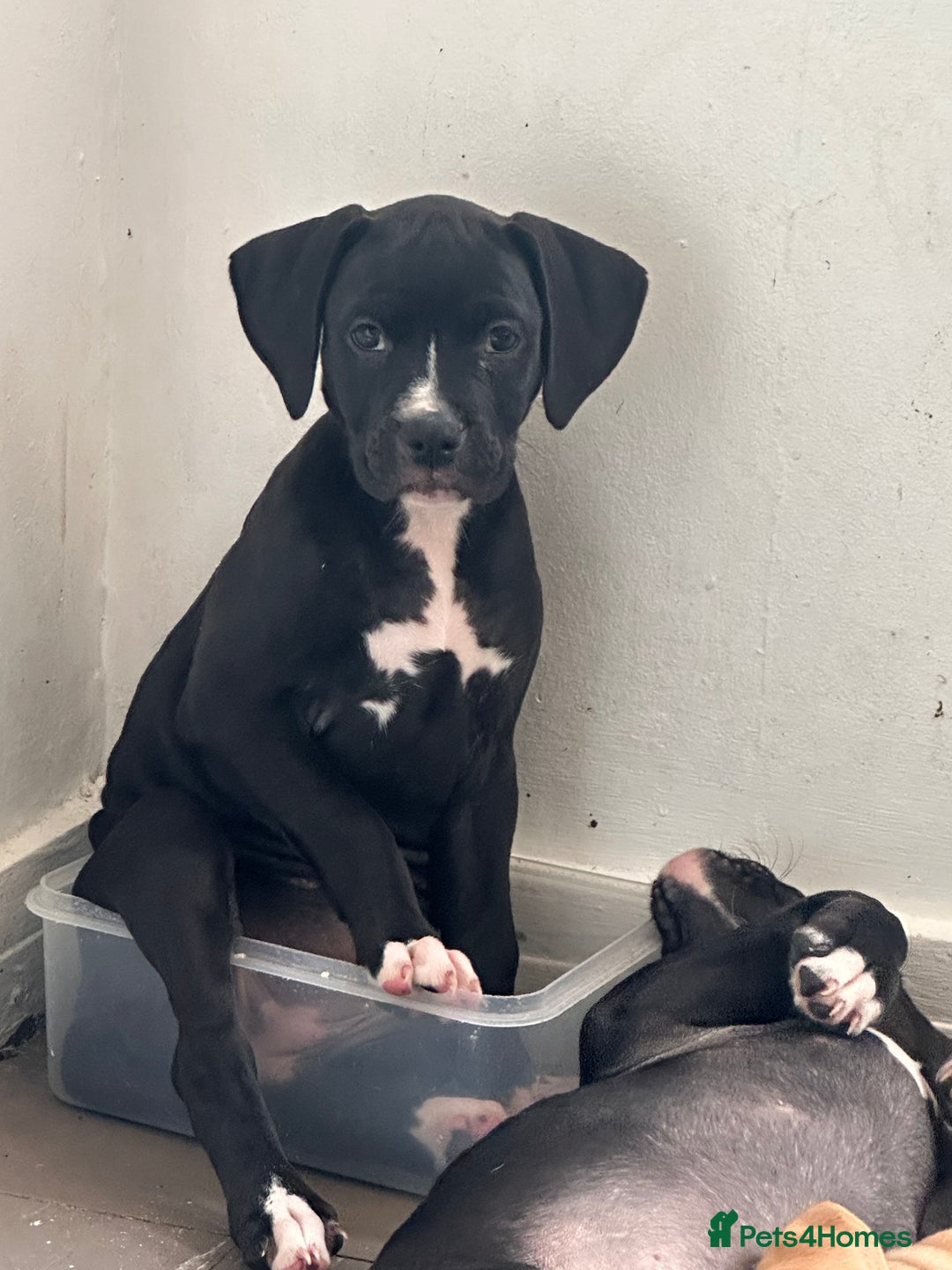 Mixed Breed dogs for sale: Cane corso x staffy  - Image 16