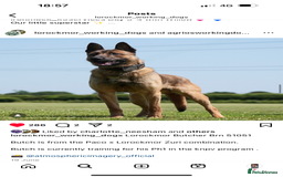 Belgian Shepherd Dog dogs for sale: Dutch shepherd puppies  - Image 12
