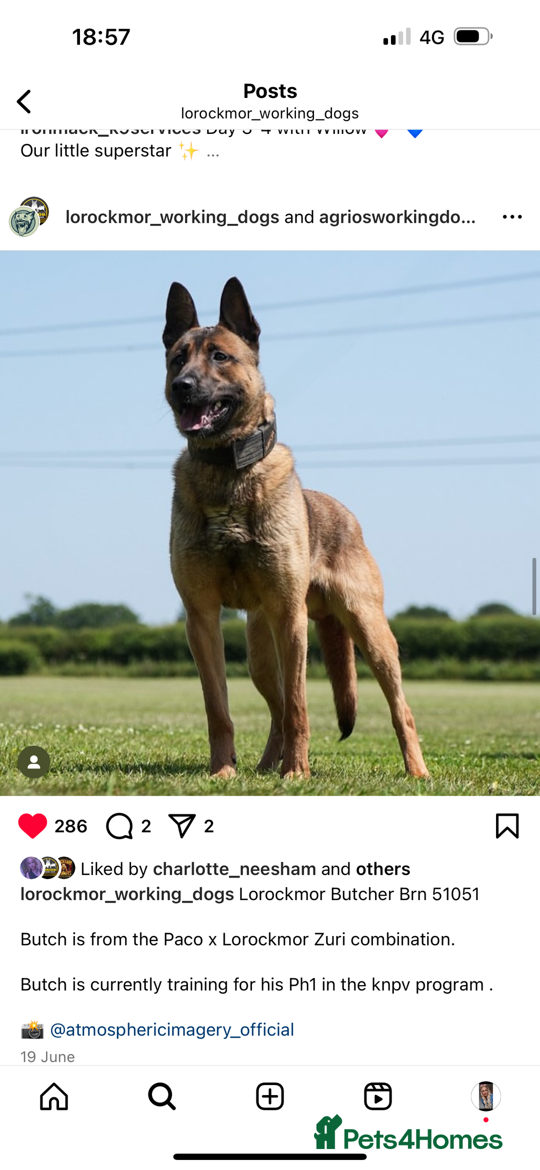 Belgian Shepherd Dog dogs for sale: Dutch shepherd puppies  - Image 12