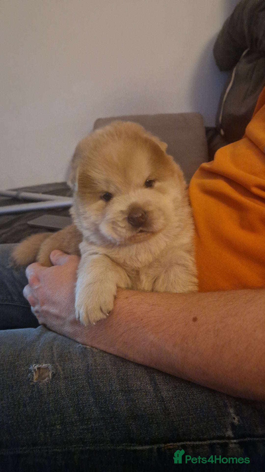 Chow Chow dogs for sale: Chow chow puppies - Image 21