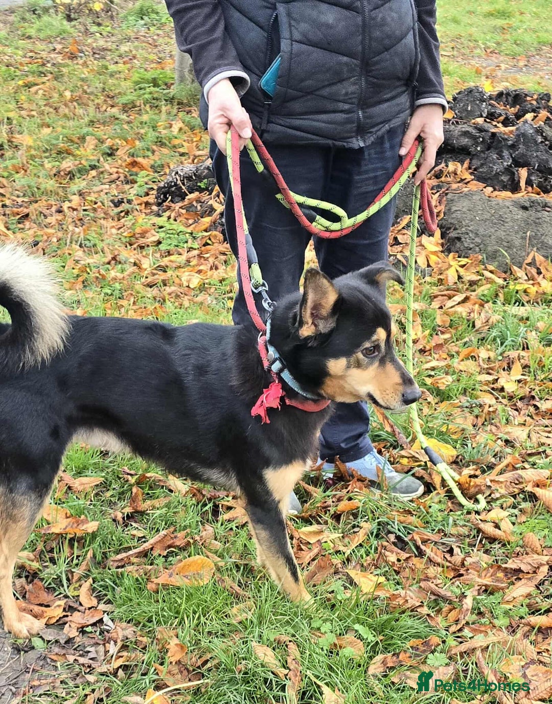 Mixed Breed dogs for adoption: BRILLIANT BERTIE - Image 4