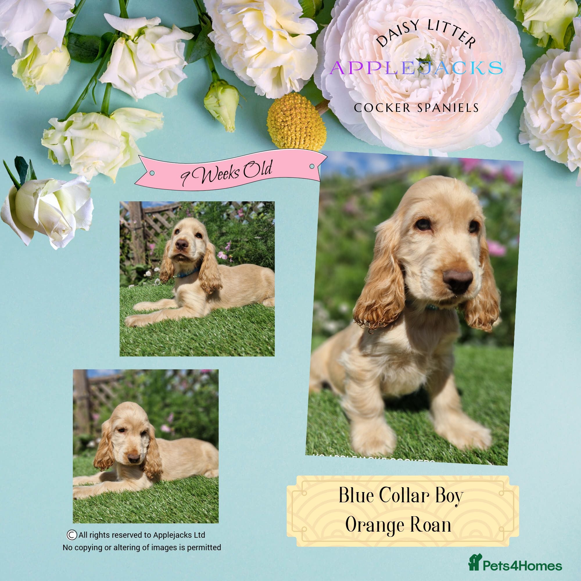 Cocker Spaniel dogs Pedigree Golden Cocker Spaniel pups - Advert 2