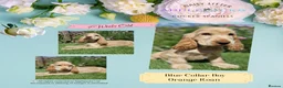 Cocker Spaniel dogs for sale: Pedigree Golden Cocker Spaniel pups - Advert 12