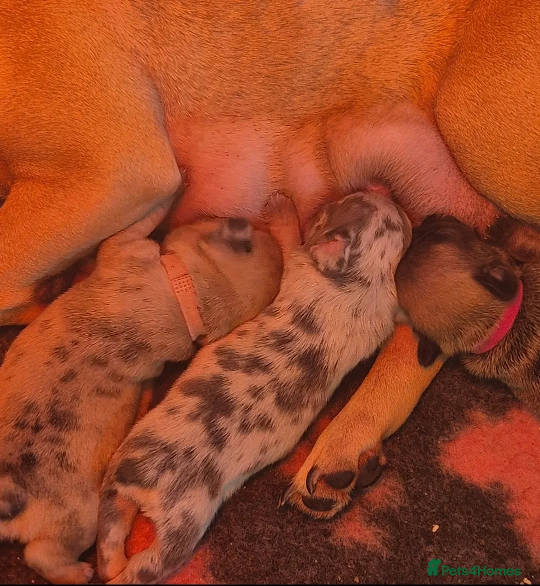 French Bulldog dogs for sale: Stunning litter of frenchies  - Advert 12