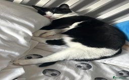 Domestic Shorthair cats for sale: 2 year old male cat - Image 3