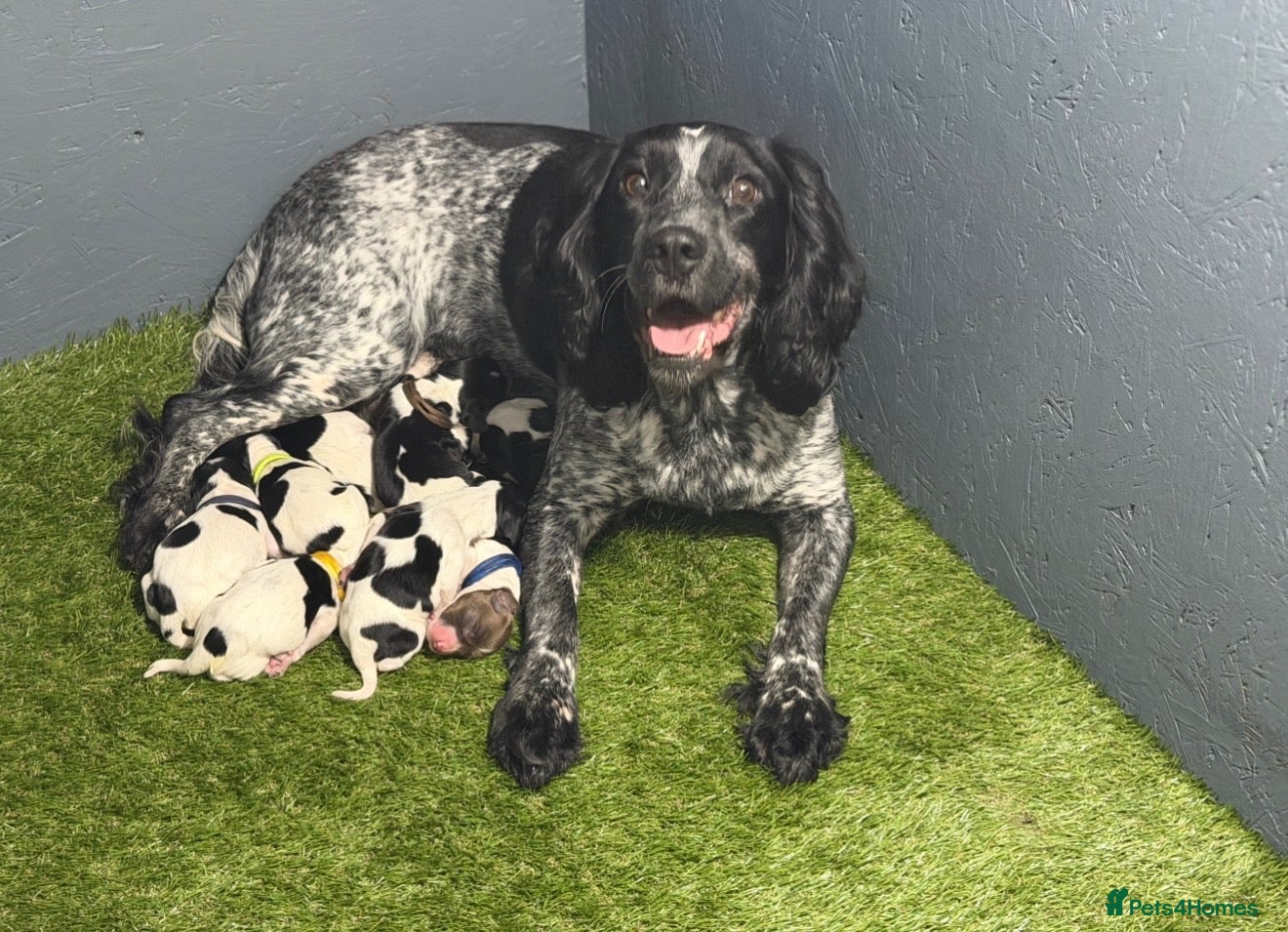 English Springer Spaniel dogs 2 gorgeous girl puppies left  - Advert 1