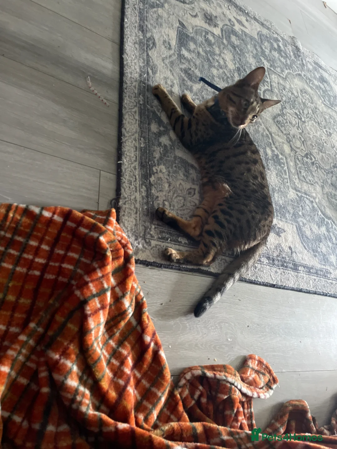 Mixed Breed cats for sale: F5 savanna x muted tortoiseshell oriental kittens - Advert 6