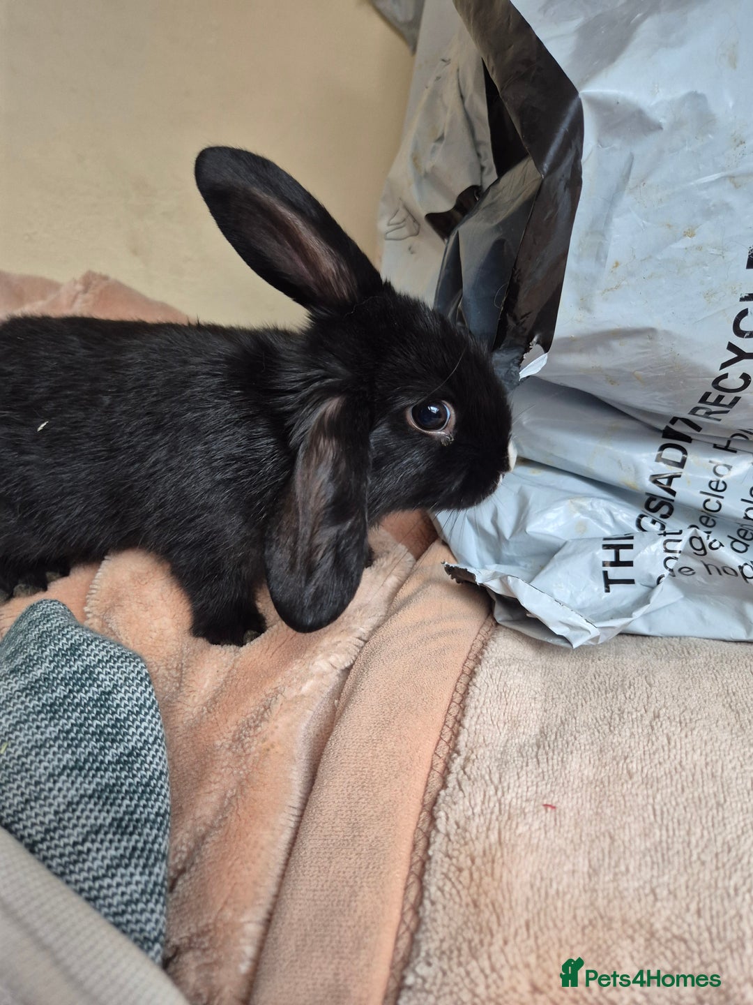 Mini Lop rabbits for sale: 5 Black and White Dutch x Mini Lop Babies - Advert 1