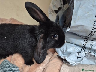 Mini Lop rabbits 5 Black and White Dutch x Mini Lop Babies - Advert 2