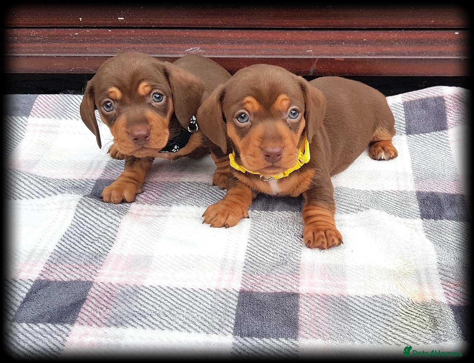 Miniature Dachshund dogs for sale: 🐶 Stunning KC Miniature Dachshund Puppies - Advert 2