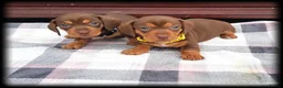 Miniature Dachshund dogs for sale: KC Mini Dachshund Puppies – Ultra Low 0.9% COI - Advert 2