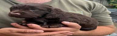 Purple collar - Cocker Spaniel 