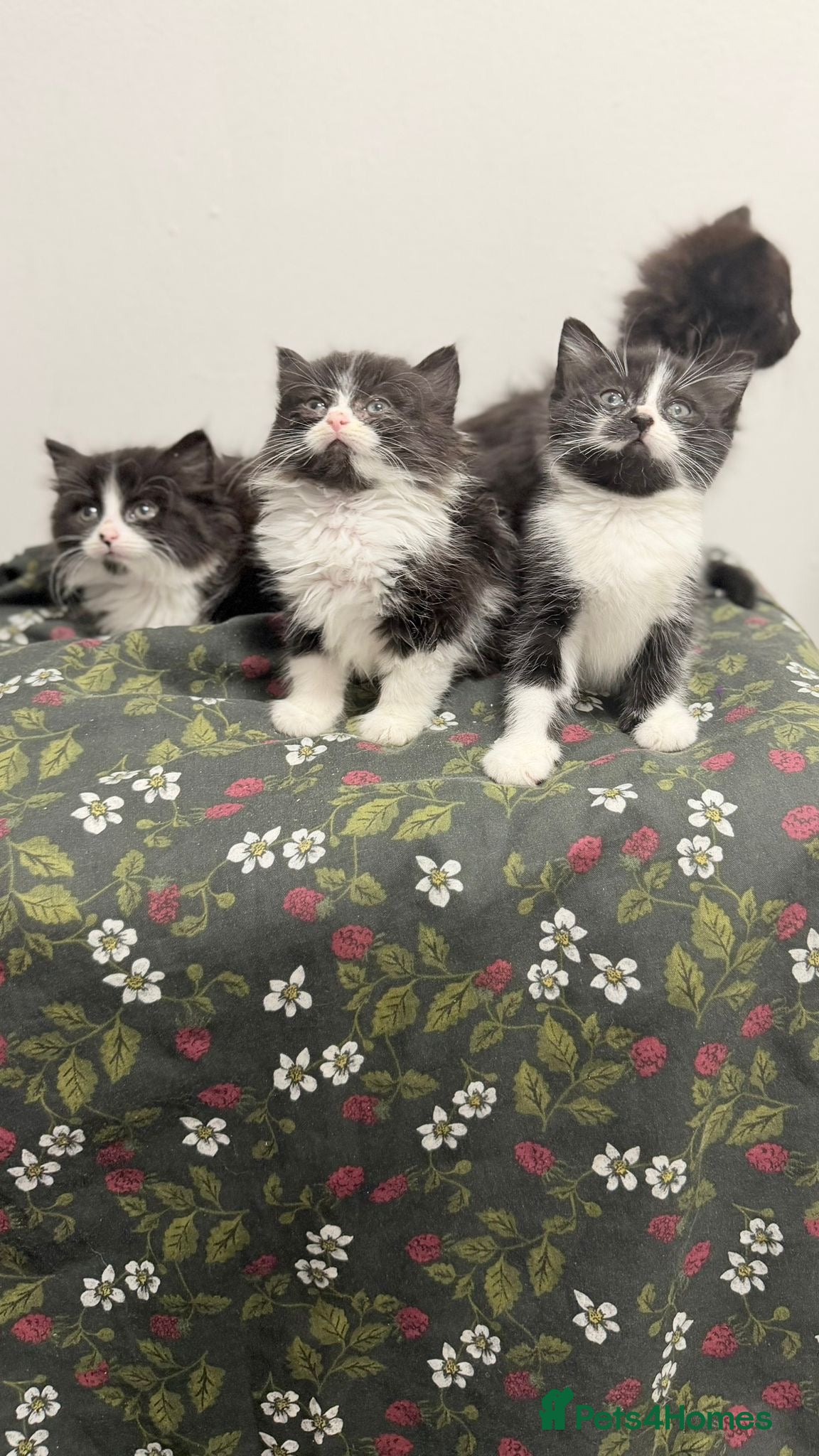 Mixed Breed cats Ragdoll x kittens - Advert 18