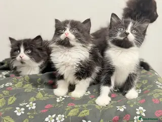 Mixed Breed cats Ragdoll x kittens - Advert 6