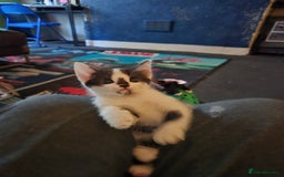 Mixed Breed cats for sale: Kittens for sale - Image 18