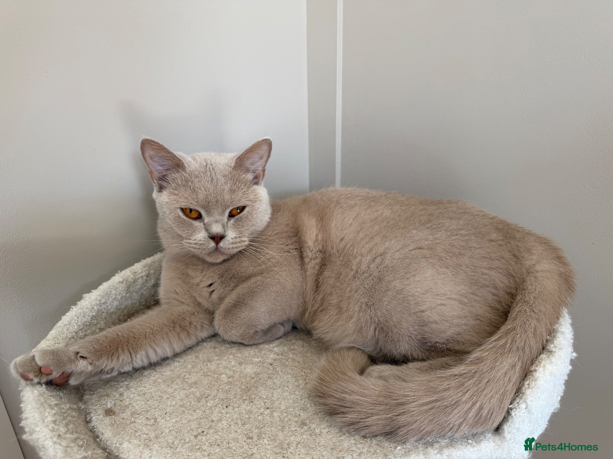 British Shorthair cats Loving home wanted  - Advert 5