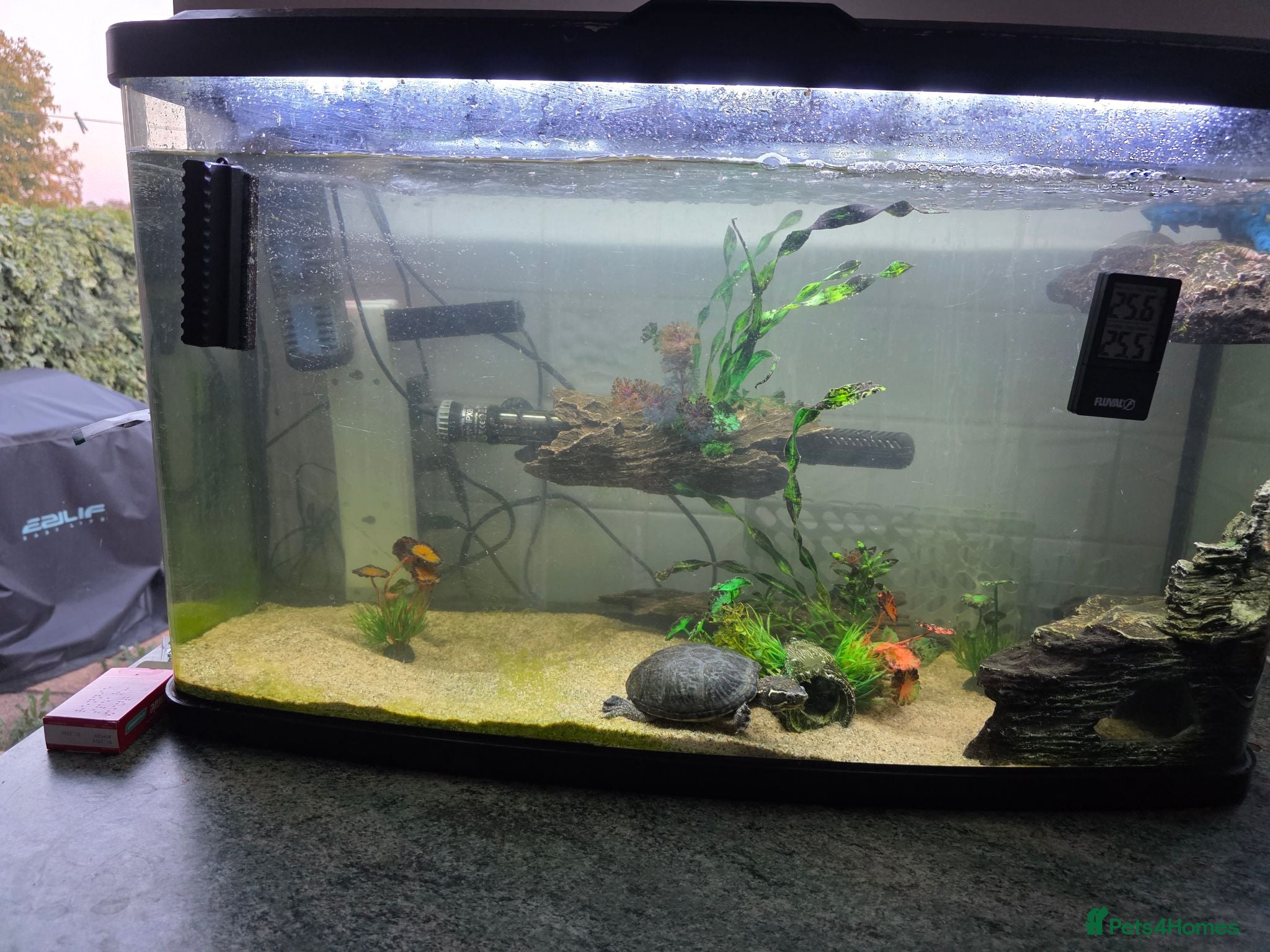 Turtle reptiles Common musk turtle with tank  - Advert 1