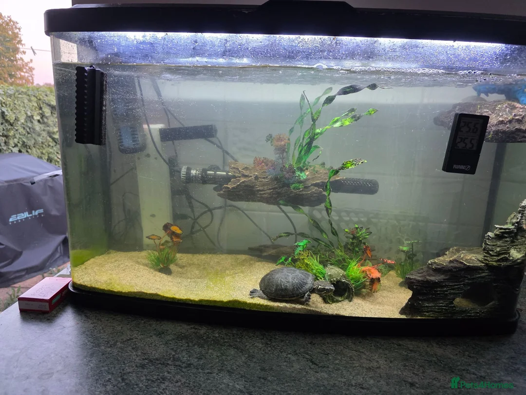 Turtle reptiles for sale: Common musk turtle with tank  in Burton-on-Trent - Advert 1