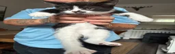 Mixed Breed cats for sale: Tuxedo cats  - Advert 7