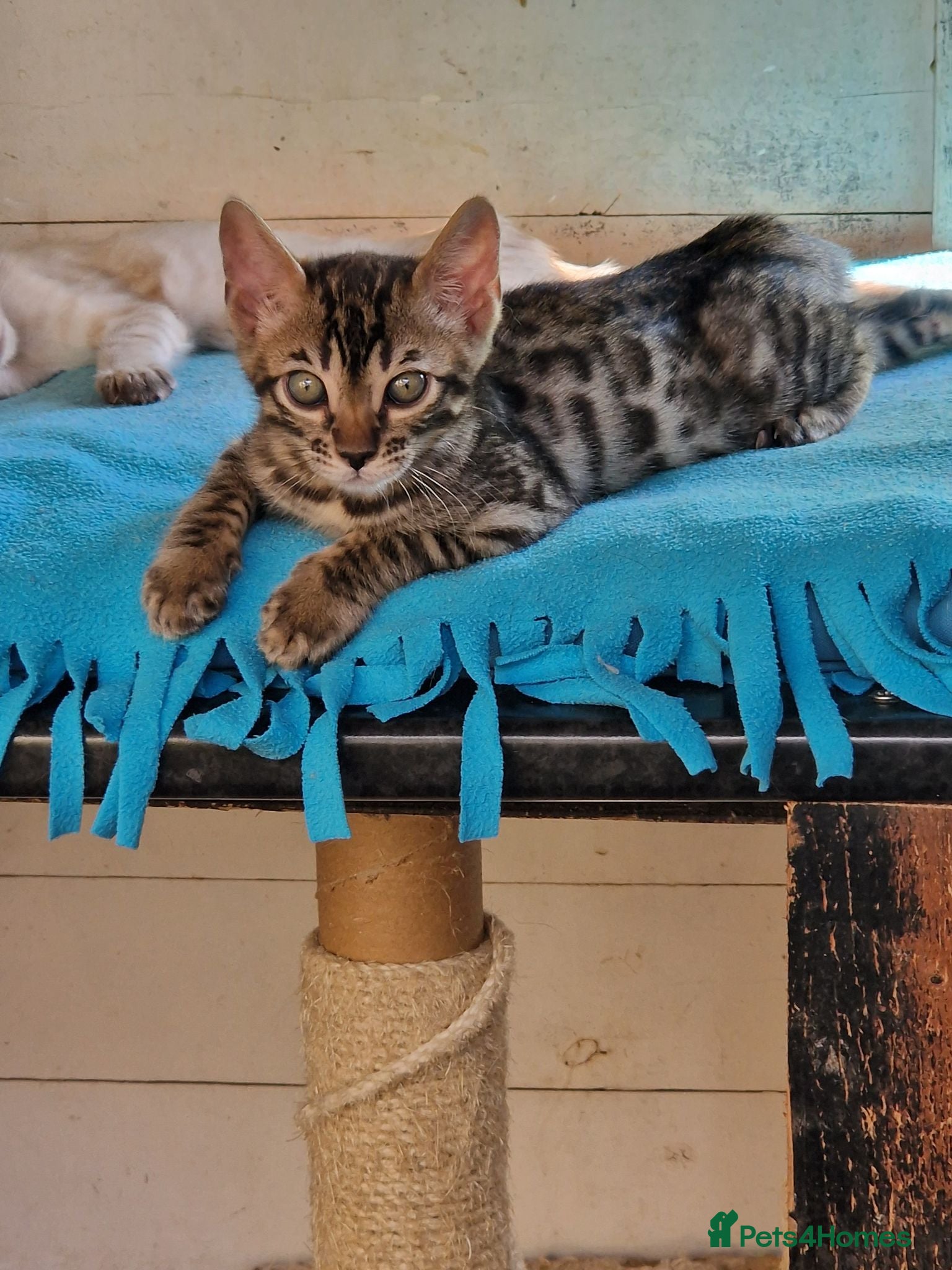 Mixed Breed cats Beautiful Bengamese kittens  - Advert 1