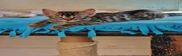 Mixed Breed cats for sale: Beautiful Bengamese kittens  - Advert 4