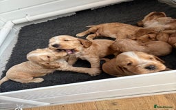 Cocker Spaniel dogs for sale: Extremely  - Image 5