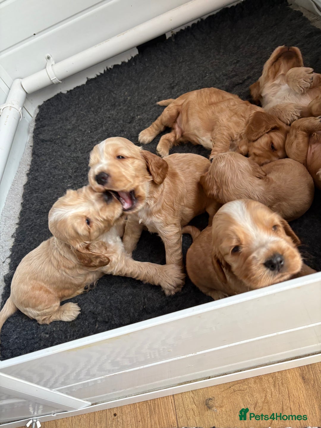 Cocker Spaniel dogs for sale: Extremely  - Image 5