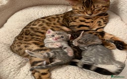 Bengal cats for sale: High Quality Bengal Beauty - Image 12