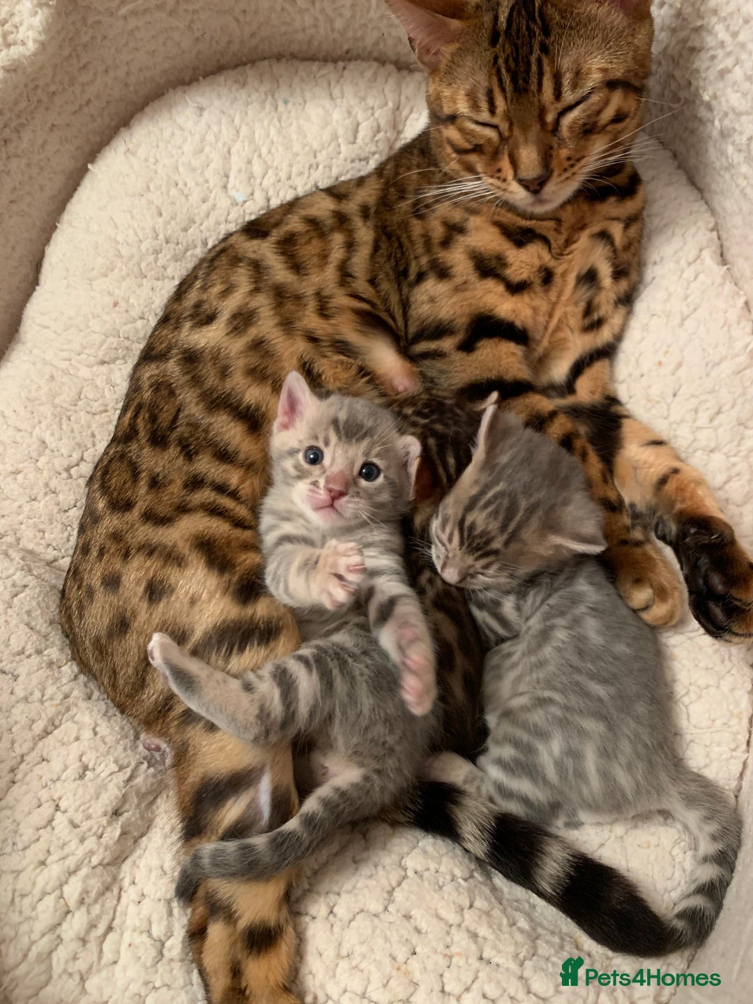 Bengal cats for sale: High Quality Bengal Beauty - Image 12