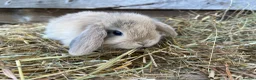 Mini Lop rabbits for sale: Gorgeous Mini lops  - Advert 25