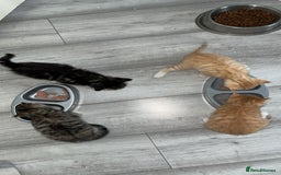Mixed Breed cats for sale: 4 Beautiful Male Tabby Kittens - Image 1