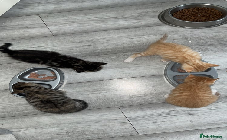 Mixed Breed cats - Advert 16