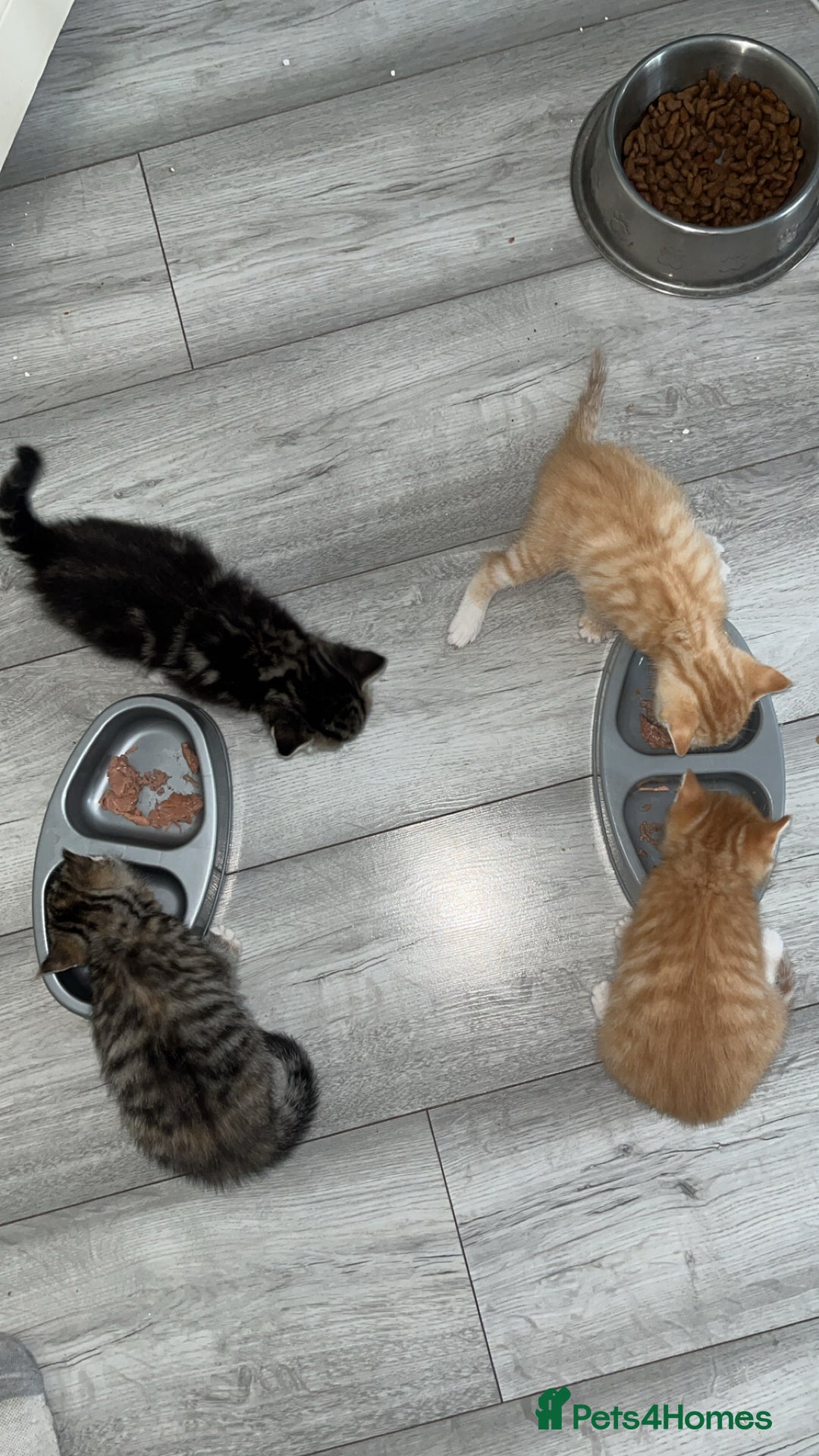 Mixed Breed cats for sale: 4 Beautiful Male Tabby Kittens - Image 1