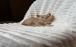 British Shorthair cats for sale: OUTSTANDING GCCF + HEALTH TESTED BSH + BLH KITTENS - Image 36