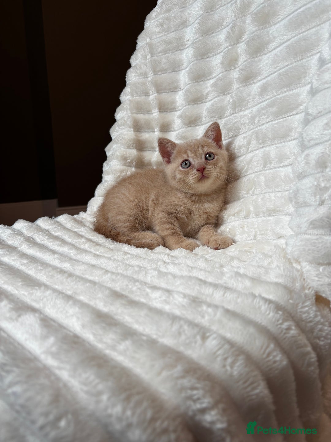British Shorthair cats for sale: OUTSTANDING GCCF + HEALTH TESTED BSH + BLH KITTENS - Image 36