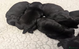 Miniature Schnauzer dogs for sale: Fully Health Tested,Kc Reg'd Mini Schnauzer Pups  - Image 13