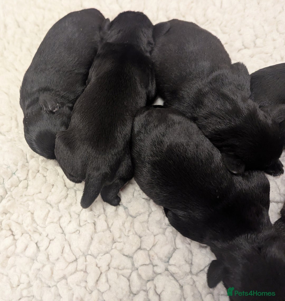 Miniature Schnauzer dogs for sale: Fully Health Tested,Kc Reg'd Mini Schnauzer Pups  - Image 13