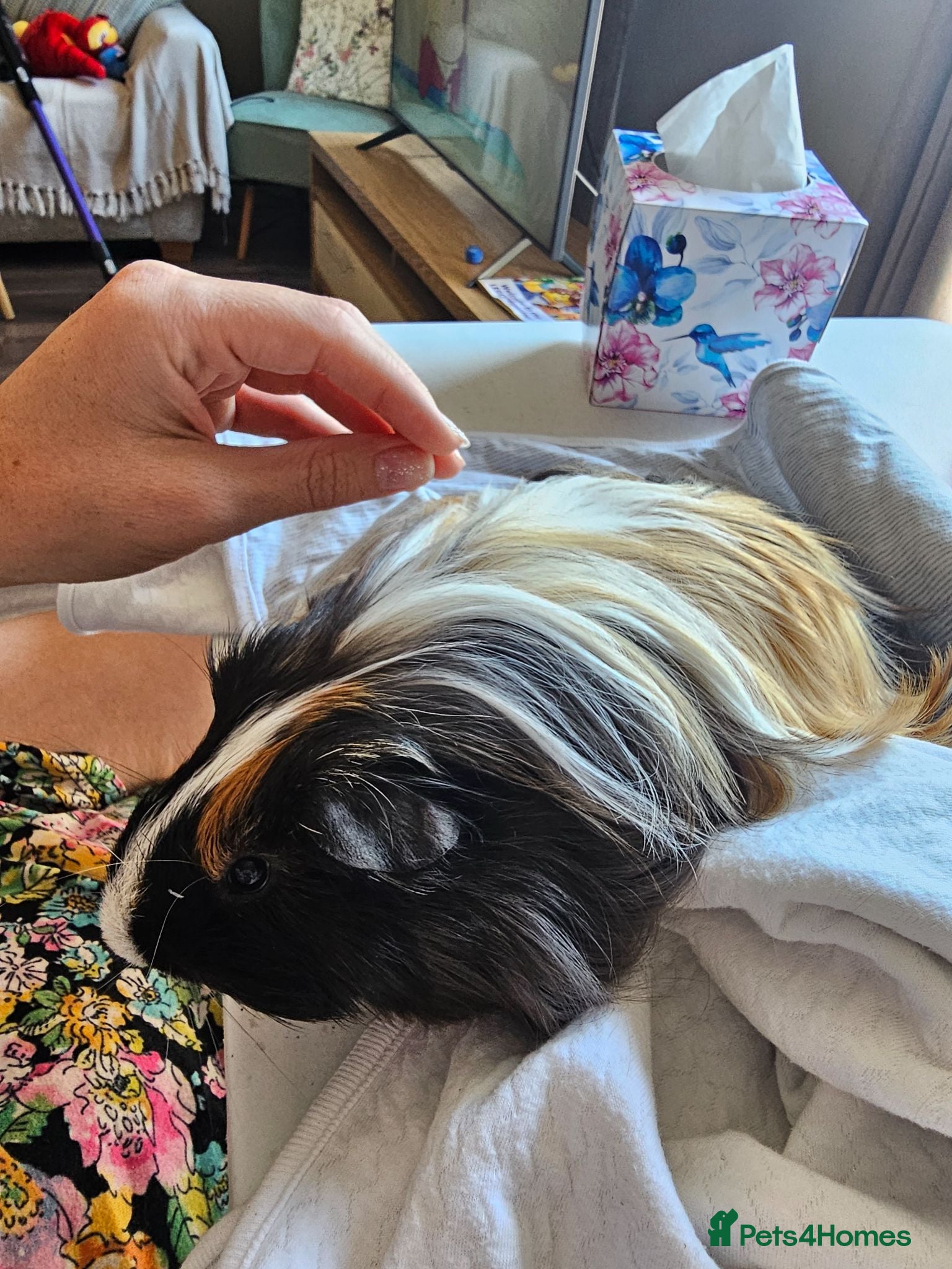 Guinea Pig rodents Peruvian (long-haired) guinea pig boy 6 month  - Advert 2