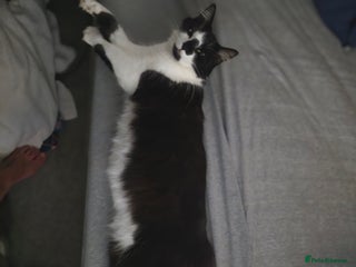 Mixed Breed cats Beautiful kittens - Advert 14