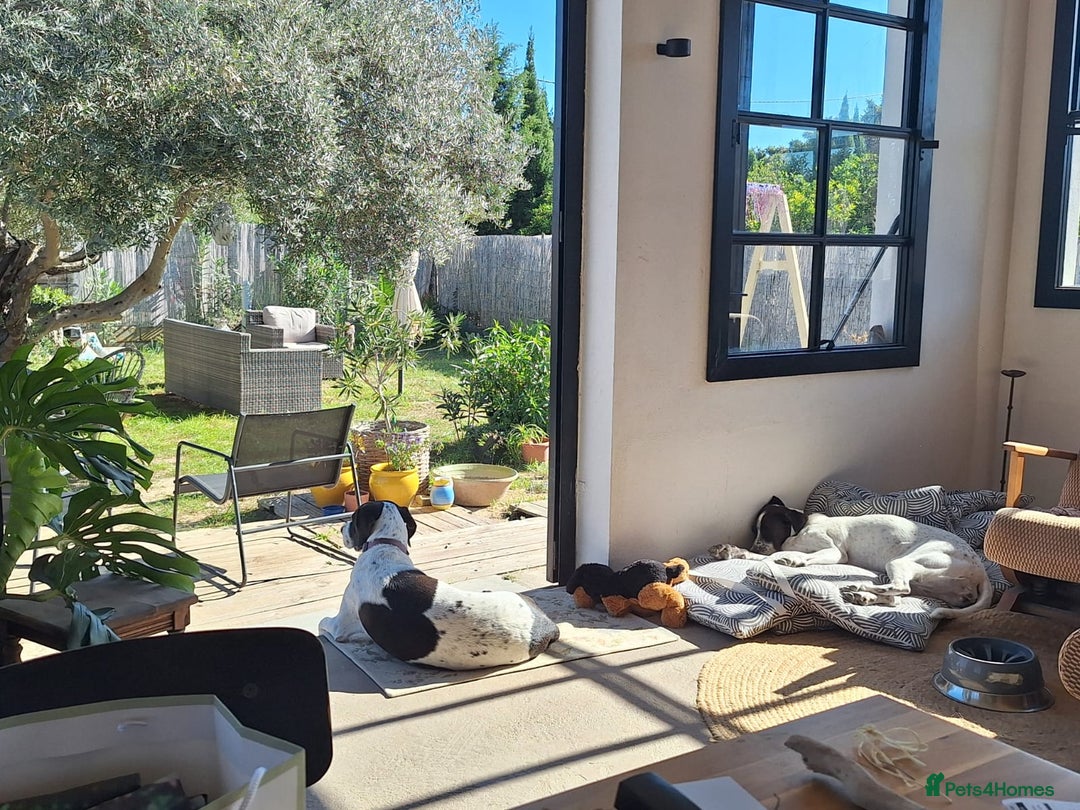 Pointer dogs for adoption: Coco and Luna - Advert 3