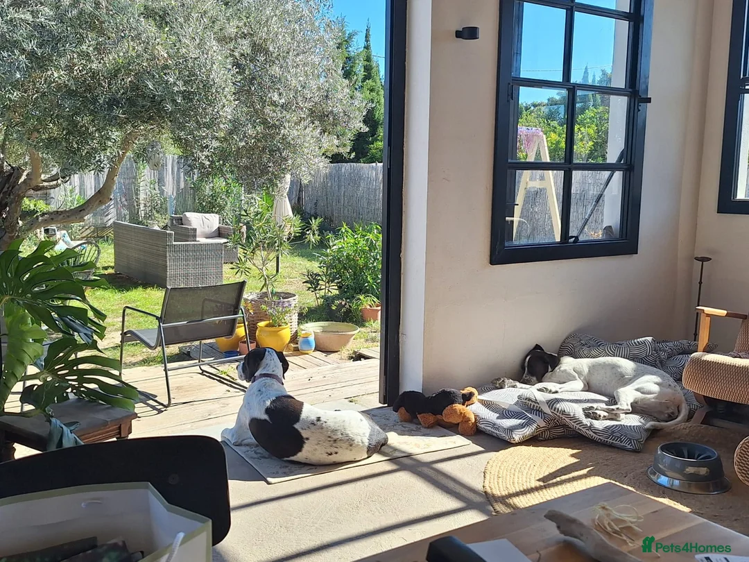 Pointer dogs for adoption: Coco and Luna - Advert 3