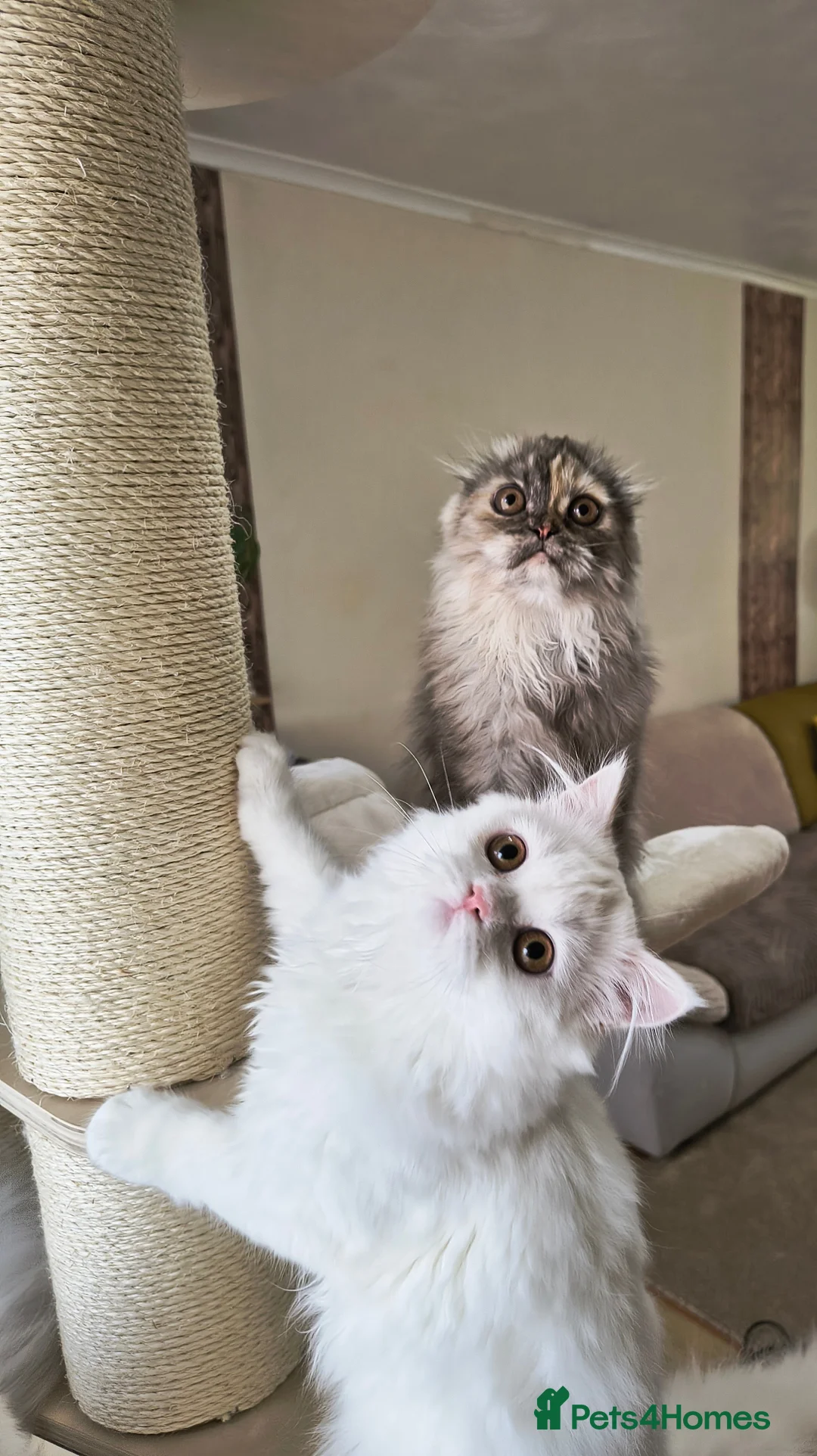 Scottish Fold cats for sale: Scottish fold and straight ear girl's ❤️ - Advert 5