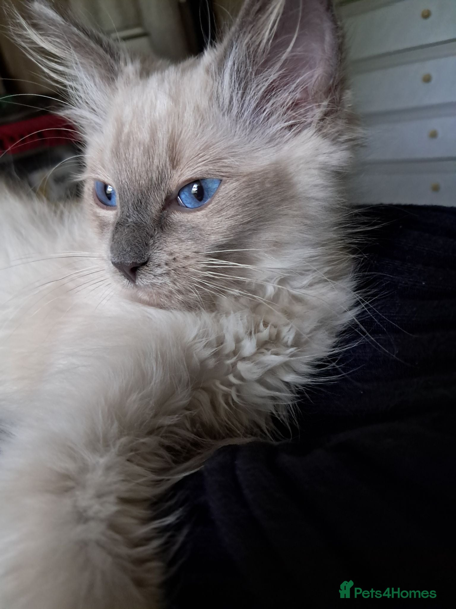 Ragdoll cats Pure bred beautiful Ragdoll kittens - Advert 1