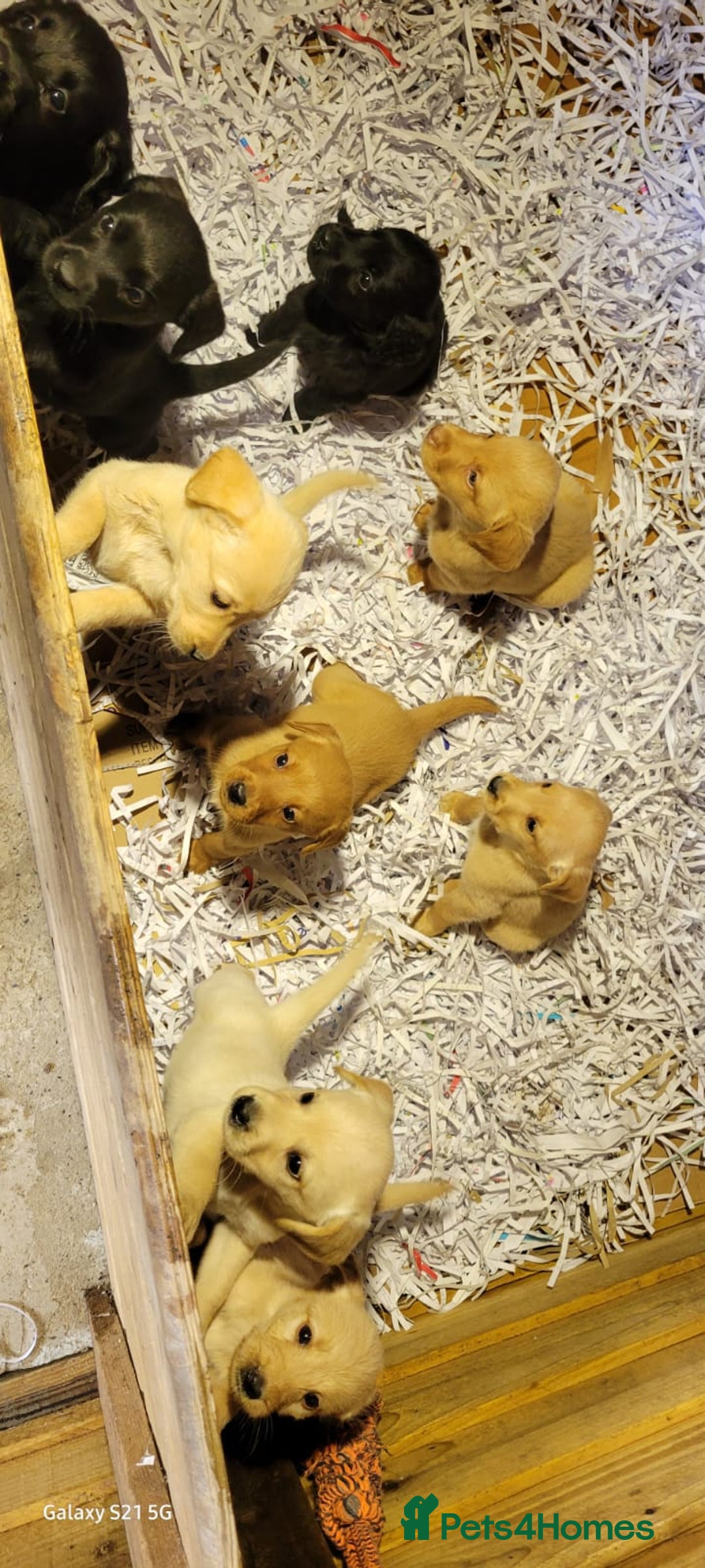 Labradoodle dogs for sale: F1b labradoodle,  back cross to a labrador - Image 37