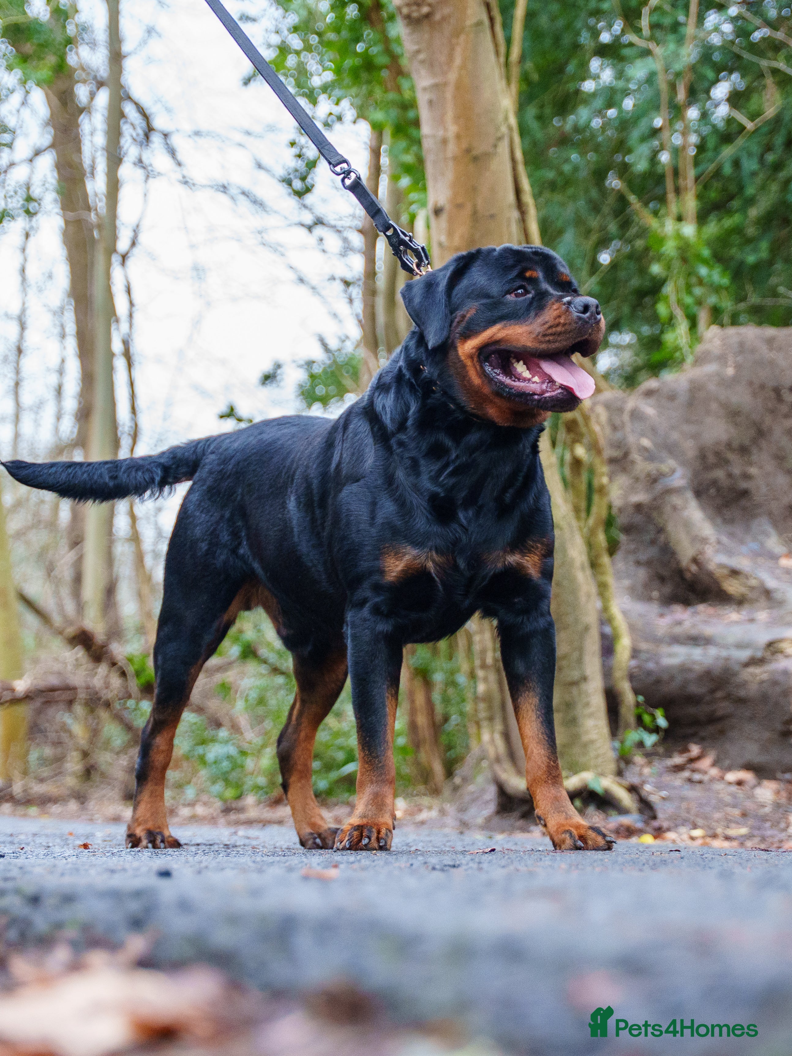 Rottweiler dogs KC Registered Proven Health Tested Rottweiler Stud - Advert 21