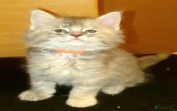 Maine Coon cats for sale: Beautifall Maine coon kittens - Advert 1