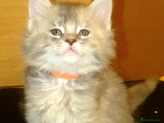 Maine Coon cats Beautifall Maine coon kittens - Advert 3