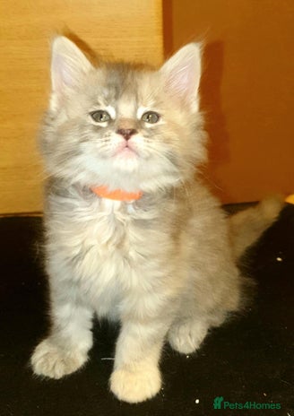 Maine Coon cats Beautifall Maine coon kittens - Advert 1