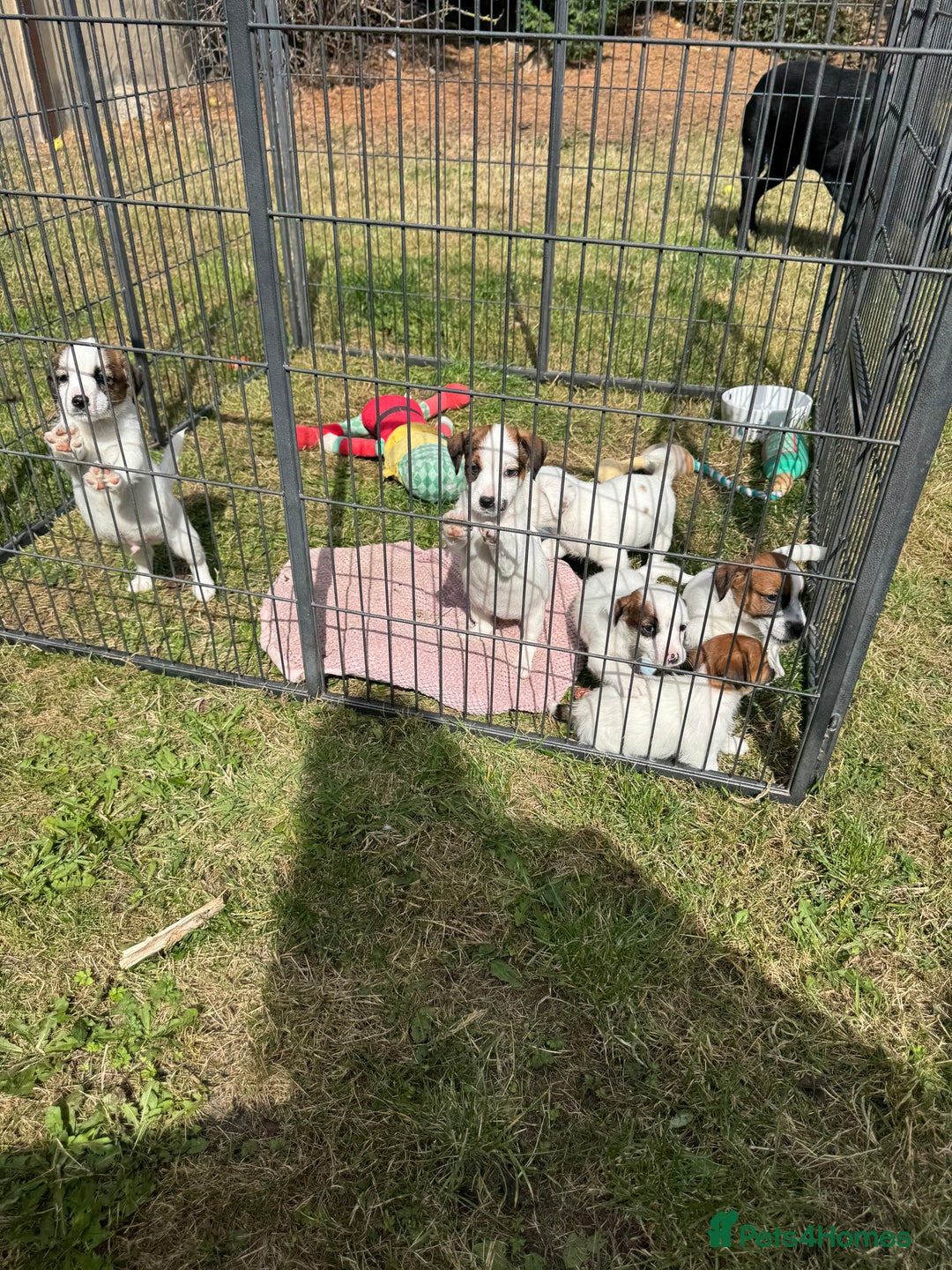 Jack Russell dogs for sale: Jack Russell Puppies *Ready Now* - Image 6